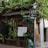 A small street-side shop is covered with lush green vines on a trellis above the entrance. Various potted plants are arranged in front of the shop, creating a vibrant, natural atmosphere. A handwritten sign in Chinese characters is displayed, advertising tea for sale. A brown directional sign is affixed to a pole nearby with more Chinese characters. The shop has a rustic appearance with a simple corrugated roof.