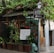 A small street-side shop is covered with lush green vines on a trellis above the entrance. Various potted plants are arranged in front of the shop, creating a vibrant, natural atmosphere. A handwritten sign in Chinese characters is displayed, advertising tea for sale. A brown directional sign is affixed to a pole nearby with more Chinese characters. The shop has a rustic appearance with a simple corrugated roof.