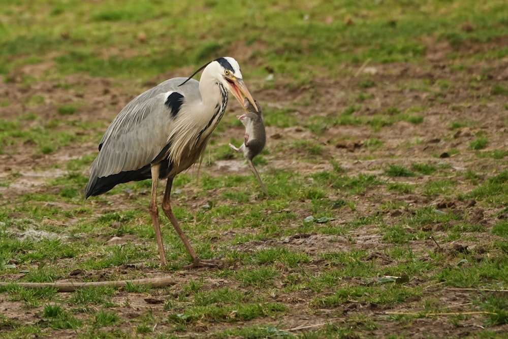 a large bird with a fish in its mouth