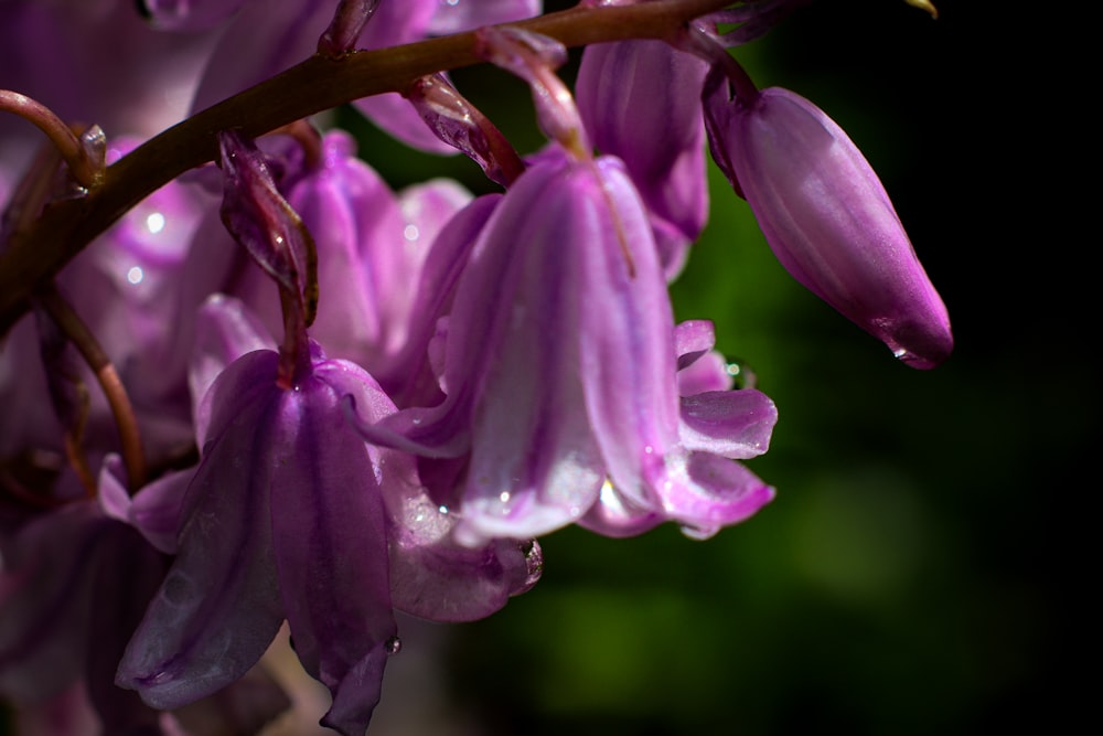 a bunch of purple flowers with water droplets on them