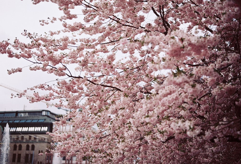 a tree with pink flowers in front of a building