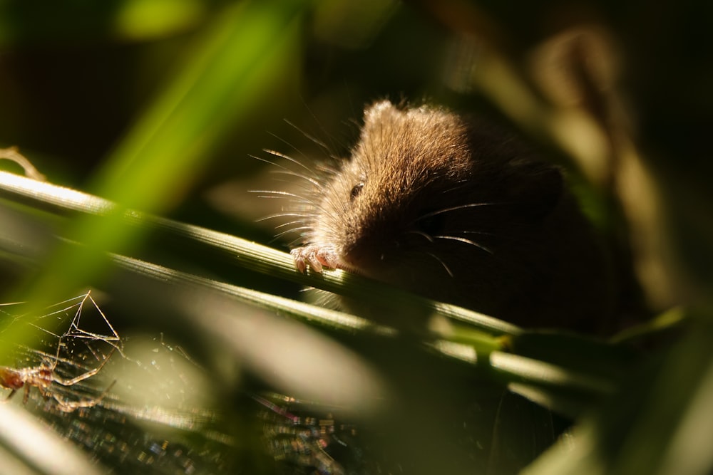 um pequeno rato sentado em cima de uma planta verde