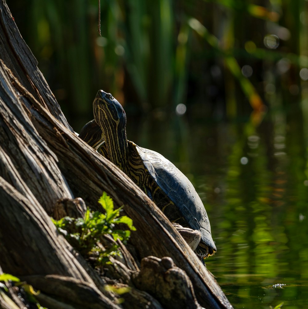 a turtle is sitting on a log in the water