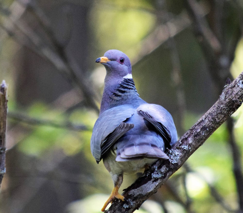 a bird sitting on a branch in a tree