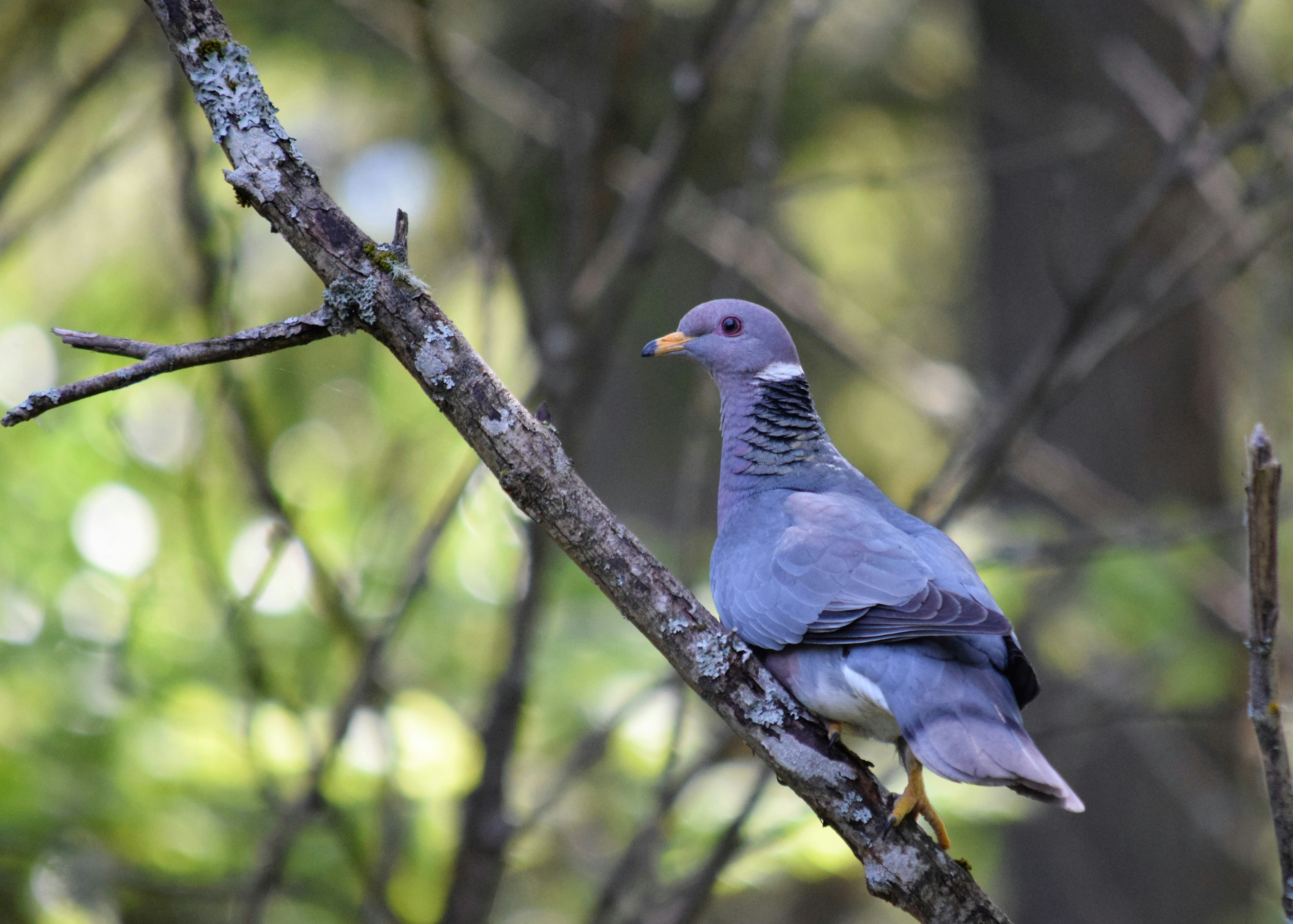 鳥と木の枝 木の枝にとまる鳩の写真 – Unsplashの鳥の無料画像