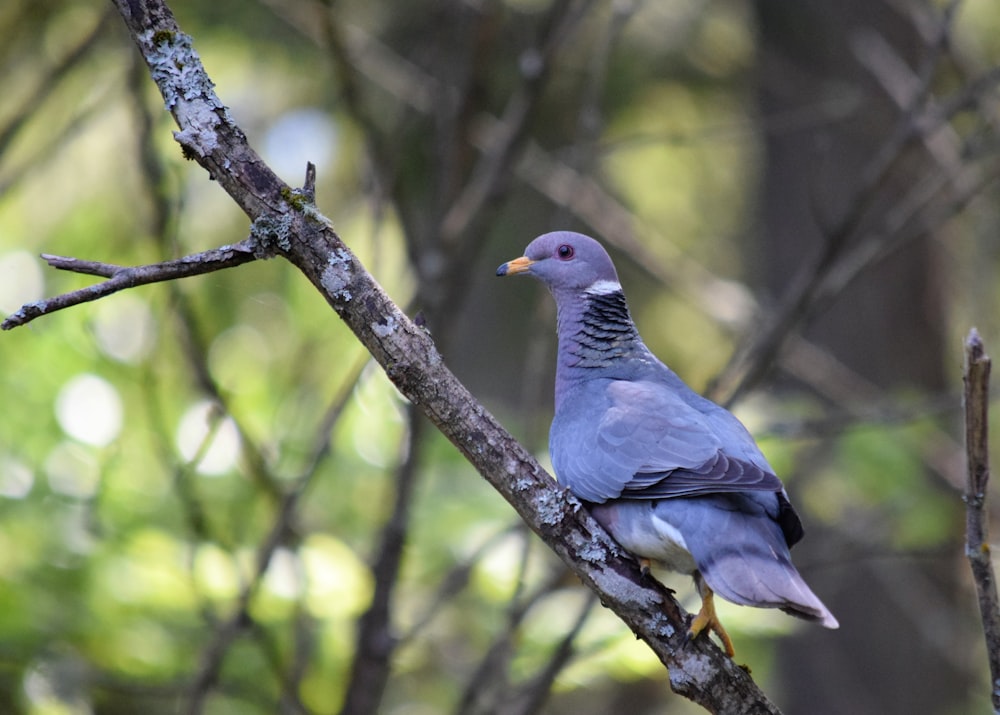 a bird sitting on a branch of a tree