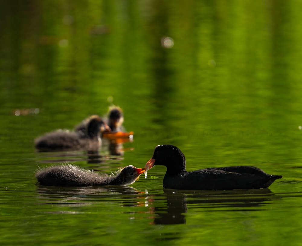 a couple of ducks swimming on top of a lake