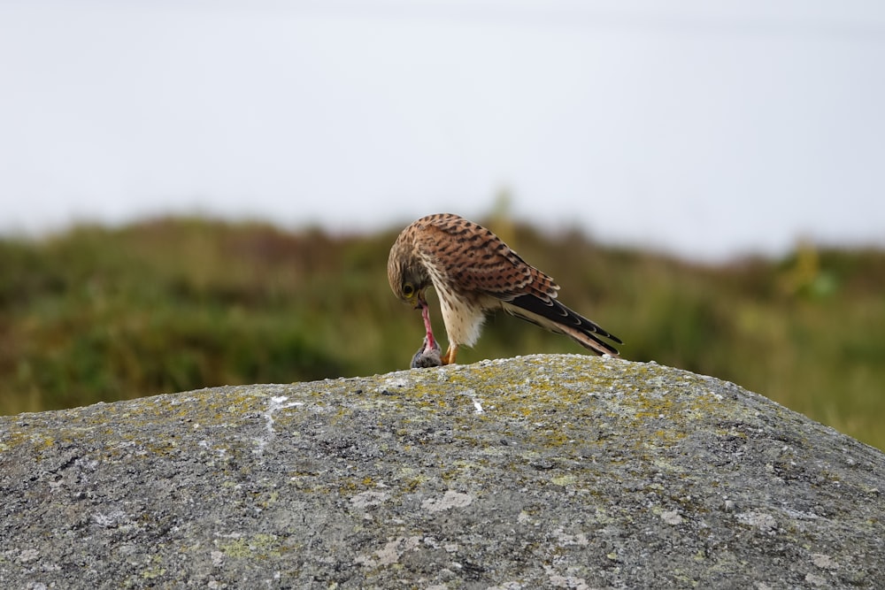 a bird of prey on a rock in a field