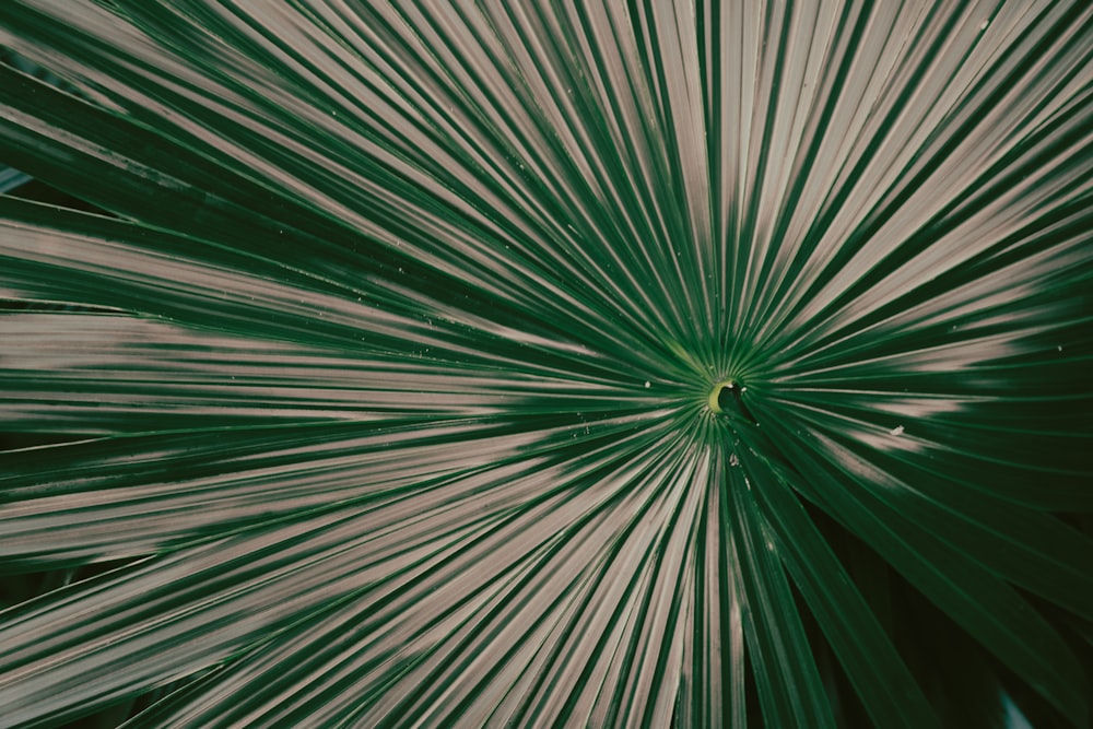 a close up of a green and white palm leaf