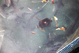 Several fish swimming in relatively clear water with various pieces of debris such as sticks, leaves, and small floating objects seen on the surface. A net is partially visible in the lower-right corner.