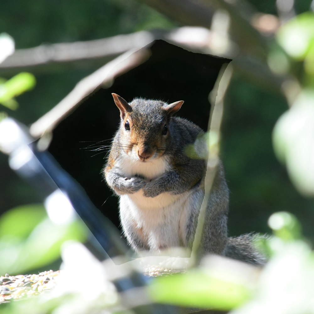 a squirrel is sitting in the shade of a tree