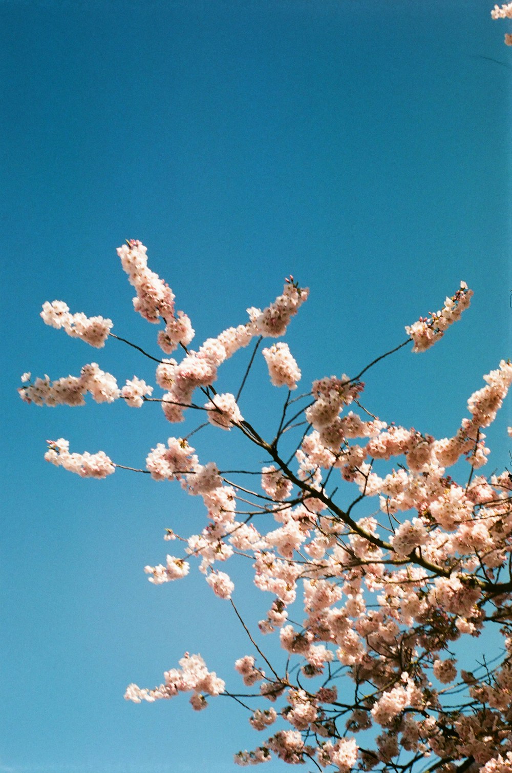 a tree with lots of white flowers in front of a blue sky