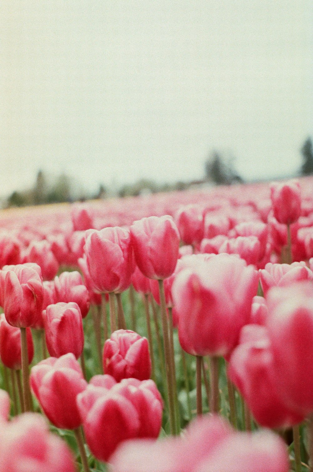 a field full of pink tulips with a sky background