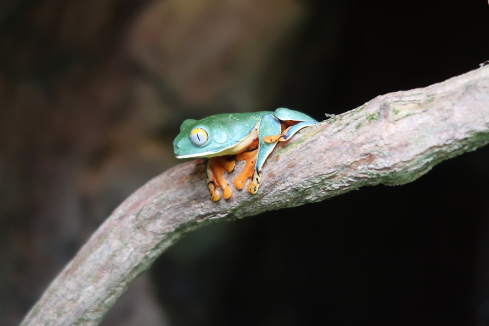 Una rana verde y naranja sentada encima de la rama de un árbol