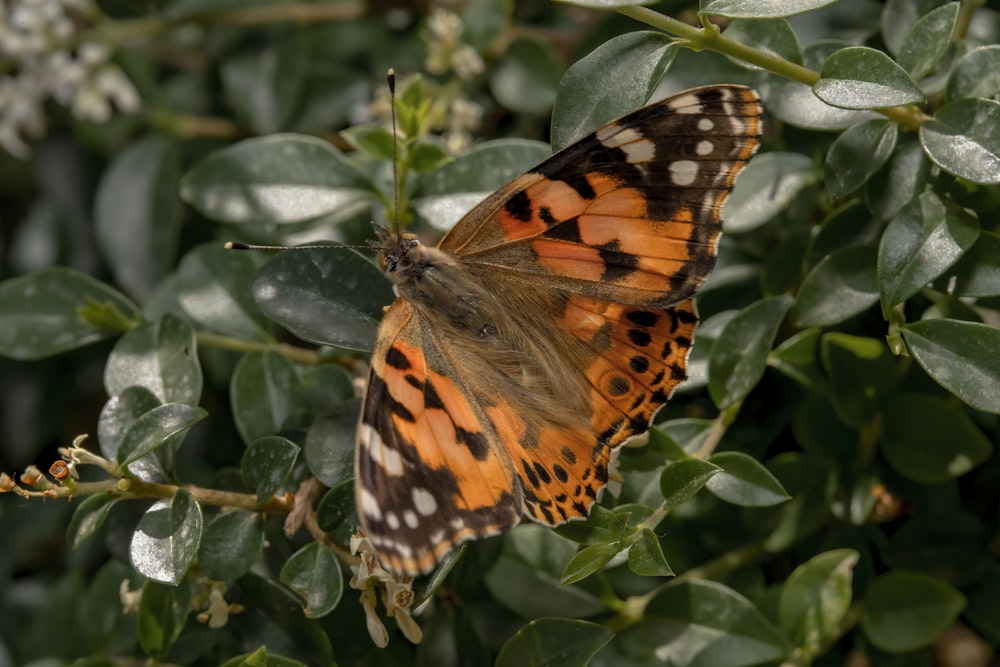 a close up of a butterfly on a plant