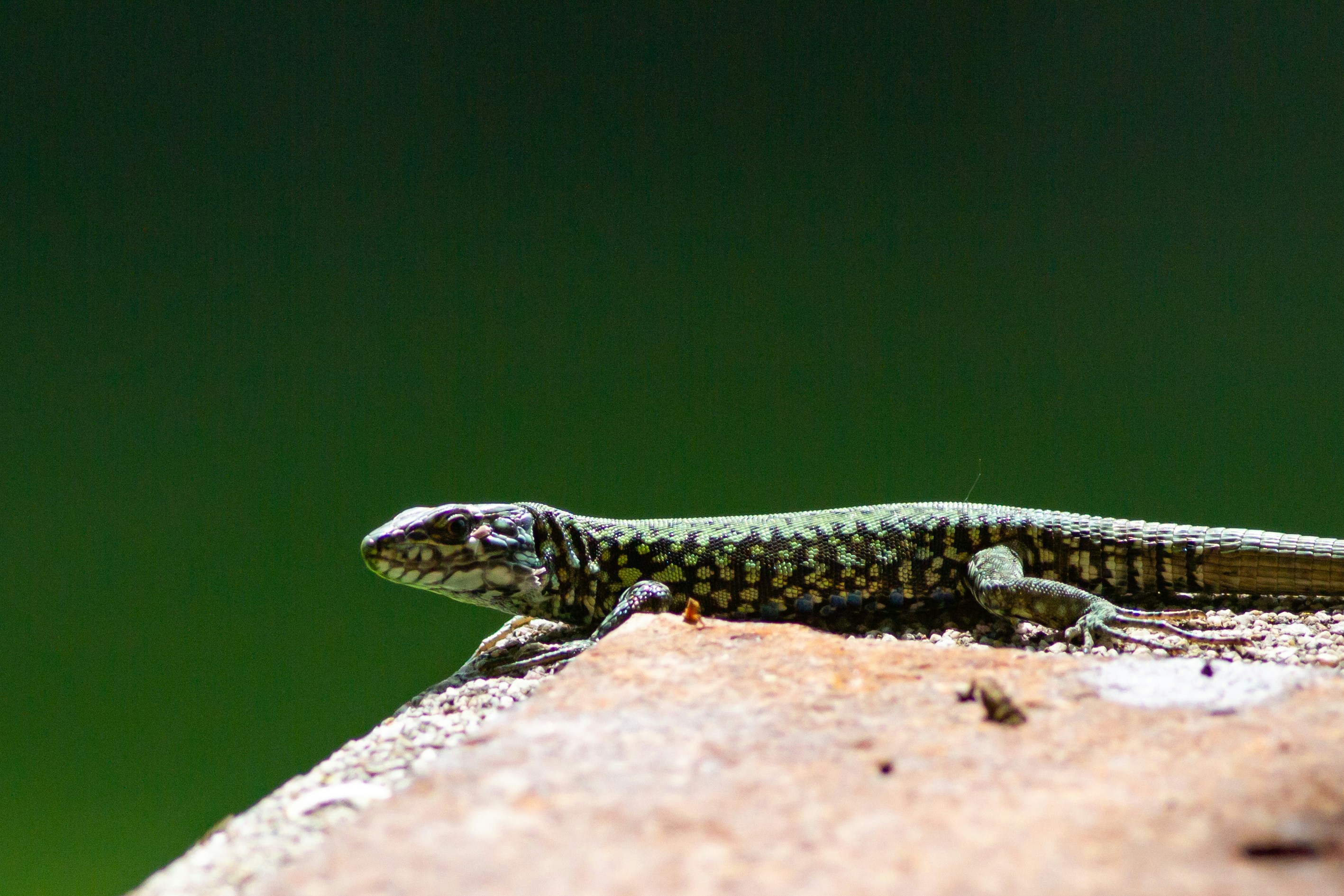 Photo by mattia_poli_04