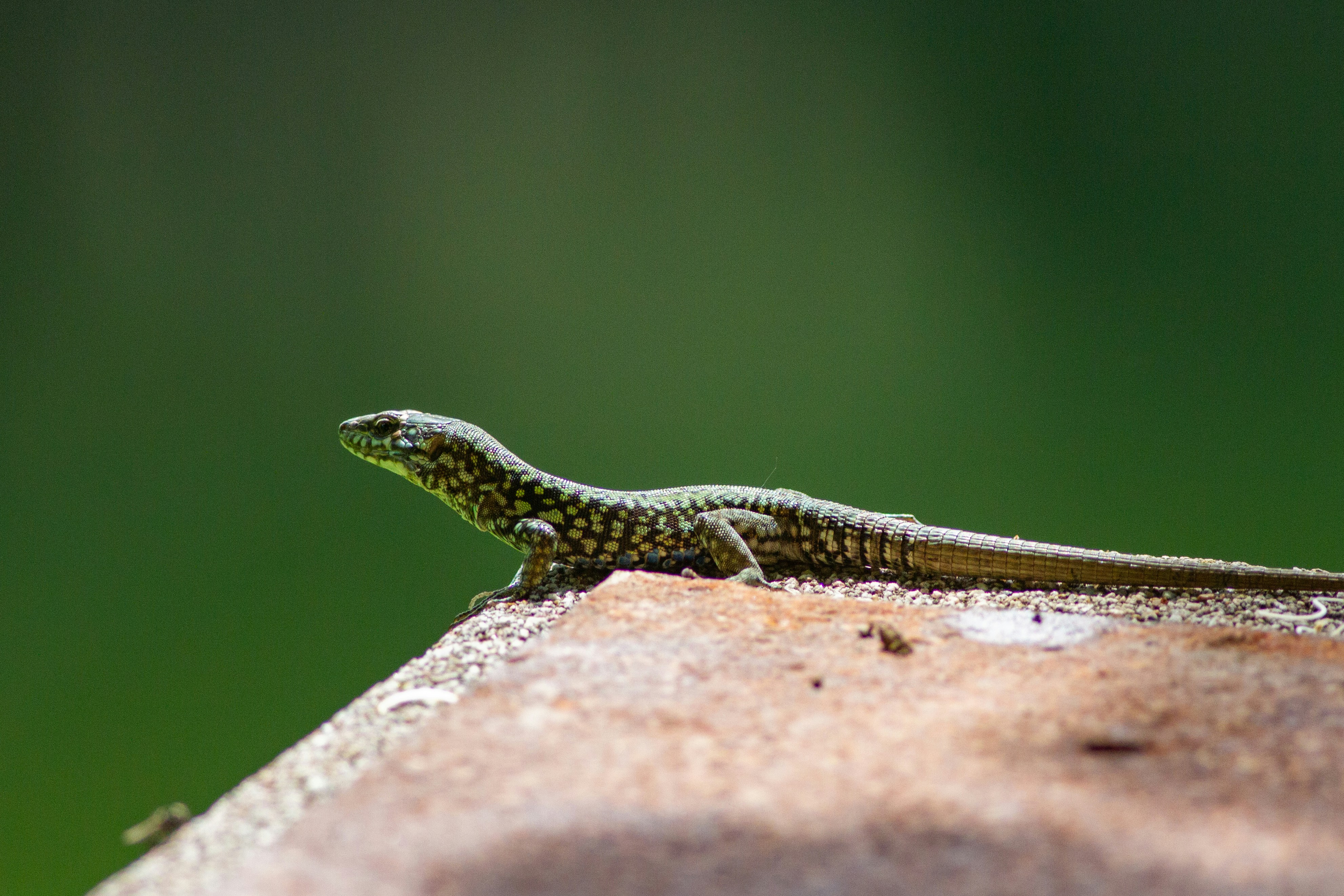 Photo by mattia_poli_04