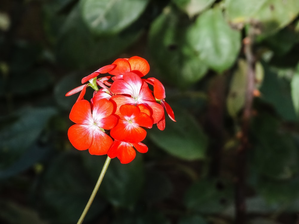 a close up of a red flower with green leaves in the background