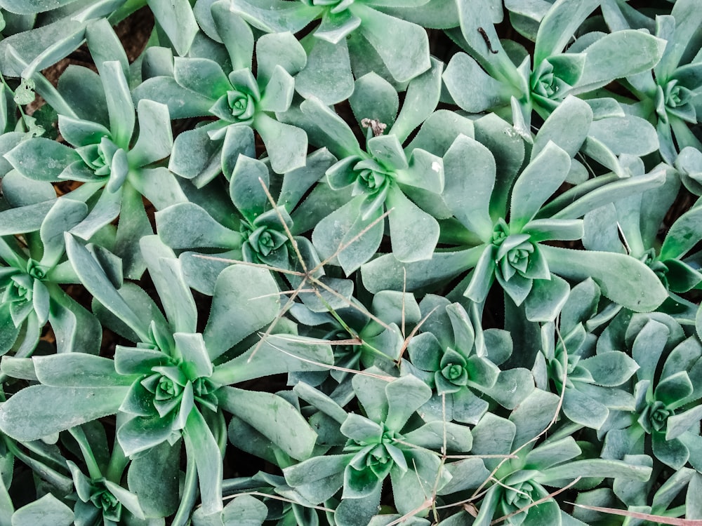 a close up of a bunch of green plants