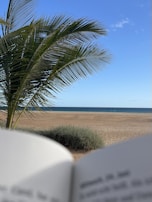 A serene beach scene with a palm tree on the left side and an ocean in the background. The image includes a portion of an open book in the lower part of the frame, suggesting someone is reading by the beach.