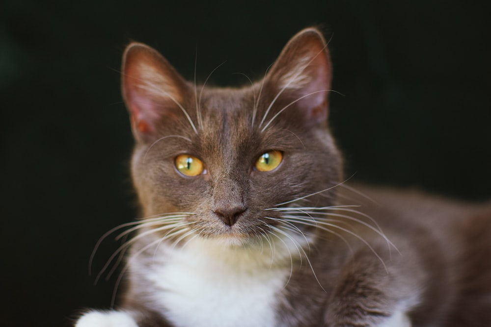 a close up of a cat with yellow eyes