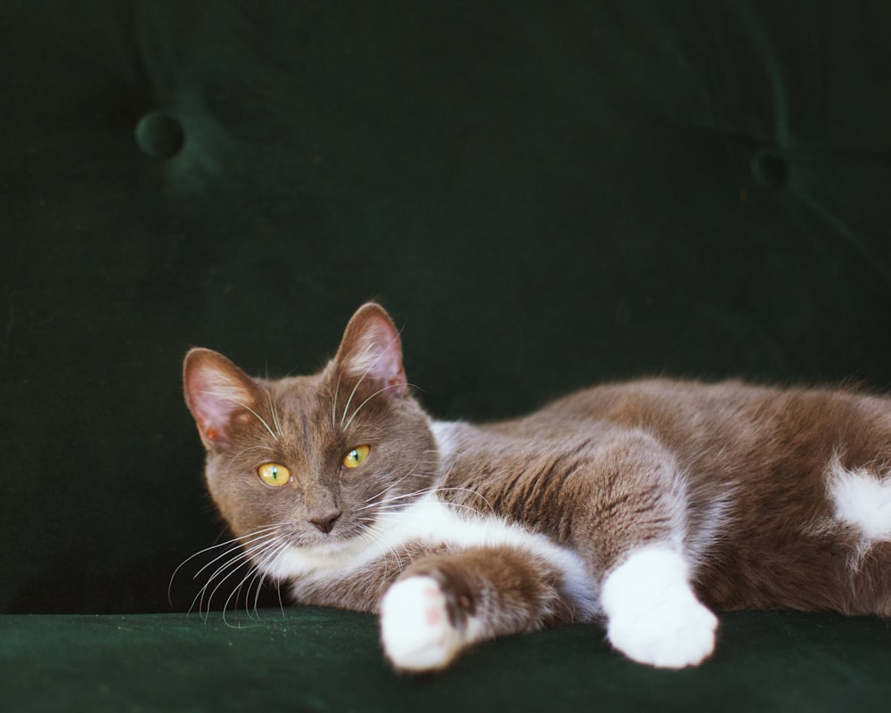 a brown and white cat laying on top of a green couch