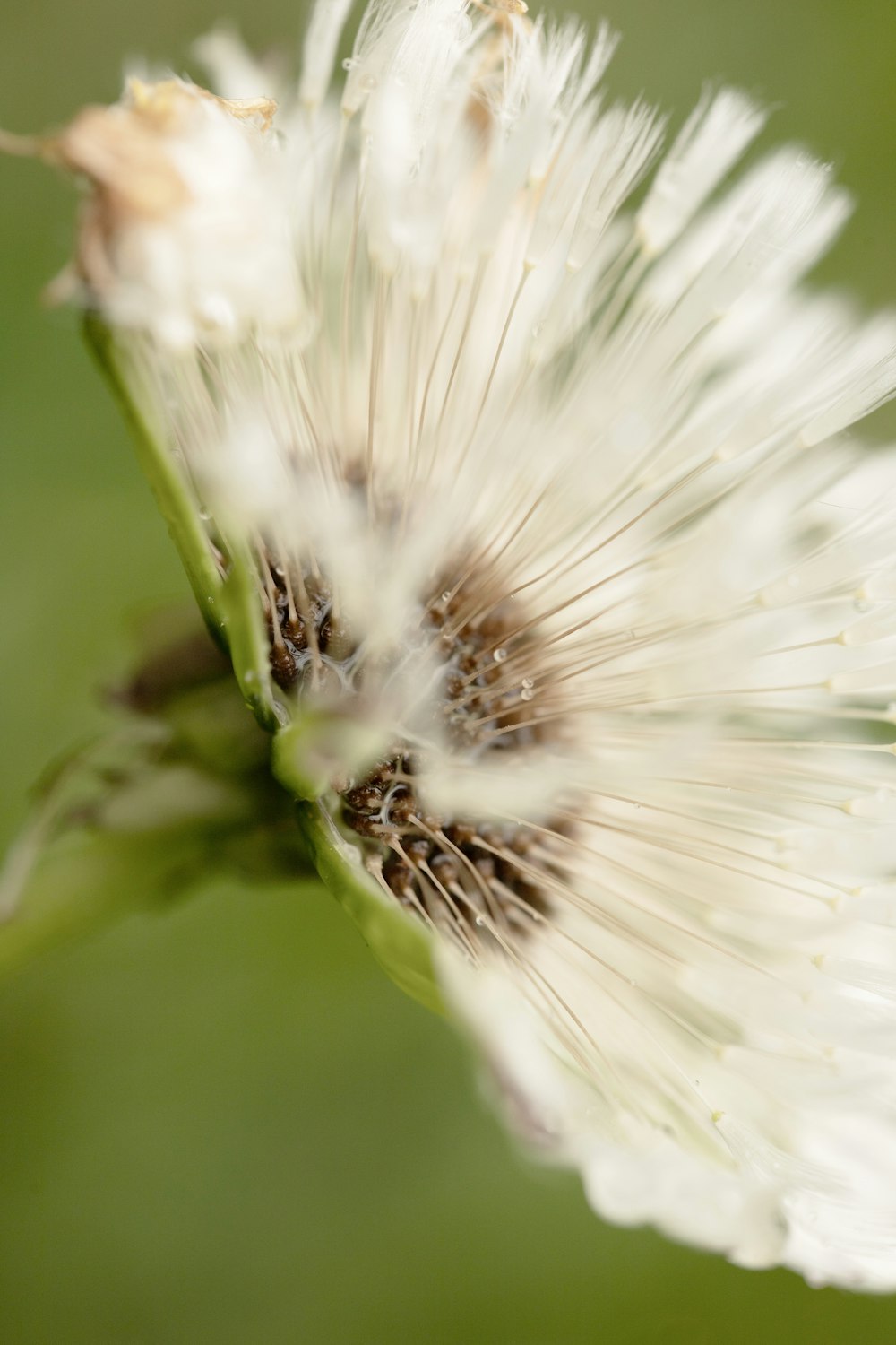 a close up of a white flower with a blurry background