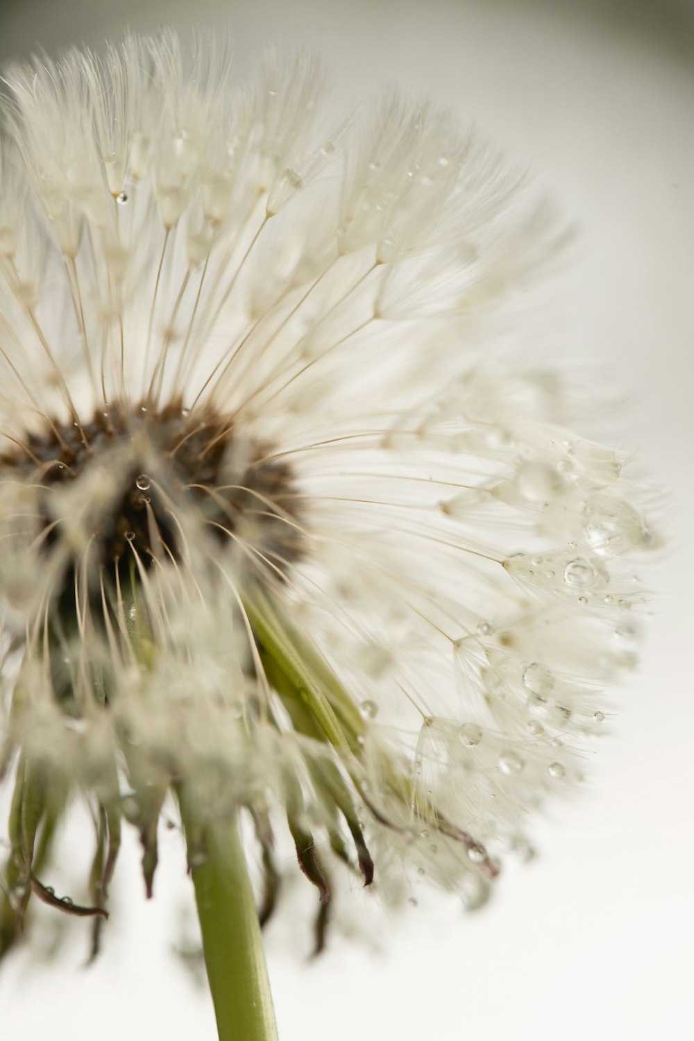 a dandelion with drops of water on it