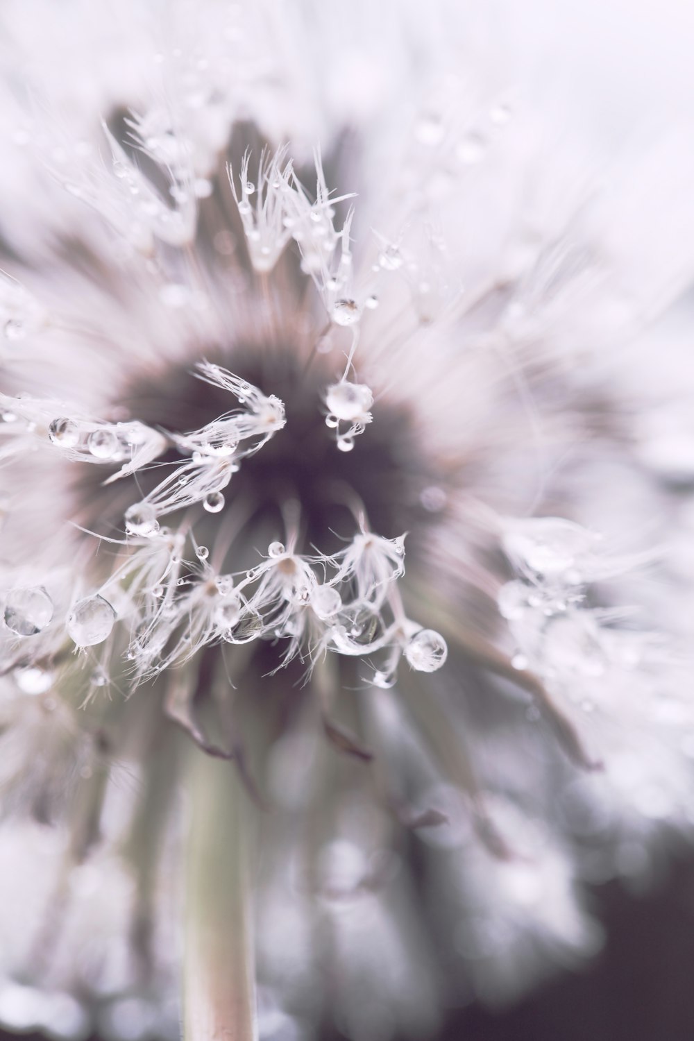 a close up of a dandelion with drops of water on it