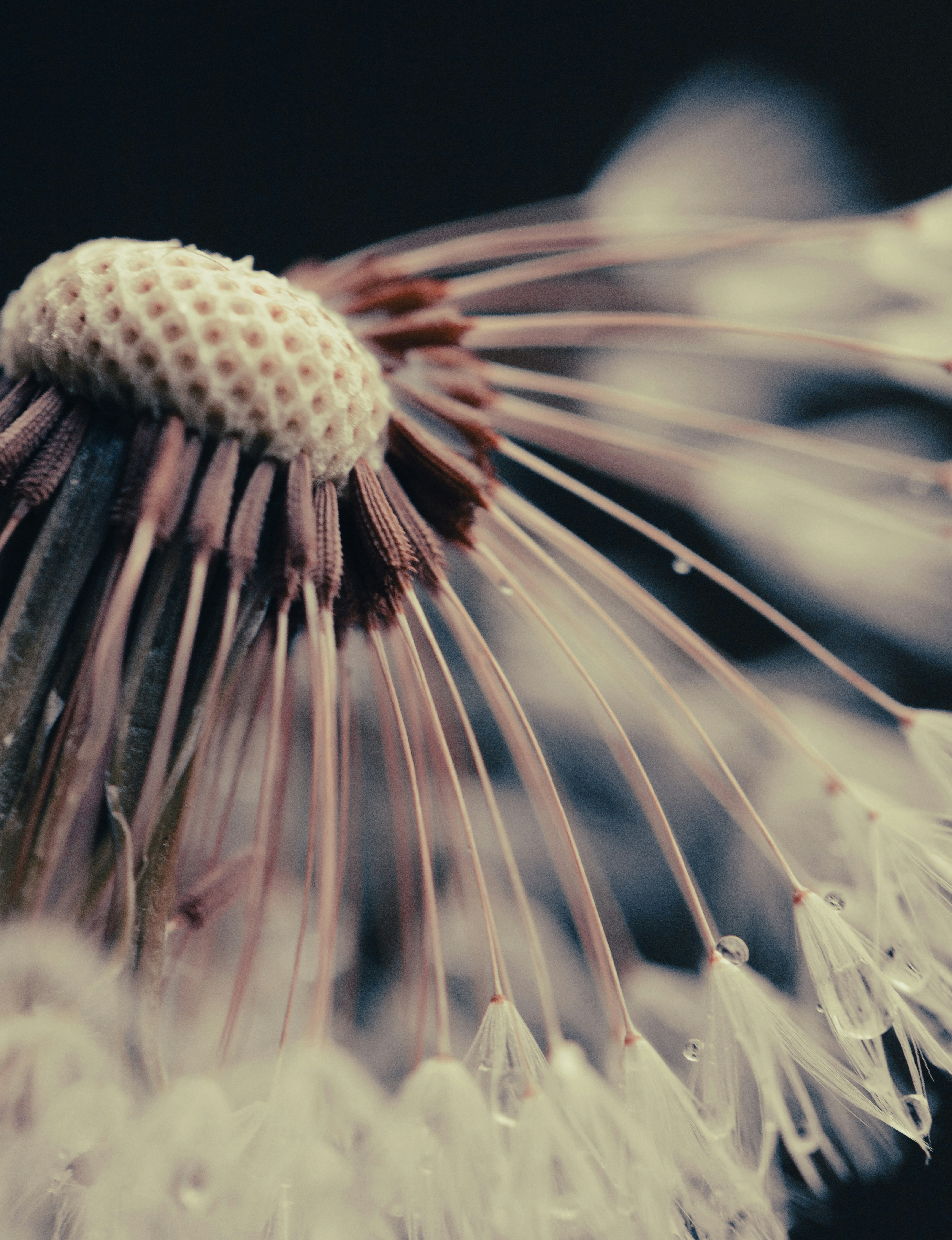 Un primer plano de un diente de león con gotas de agua