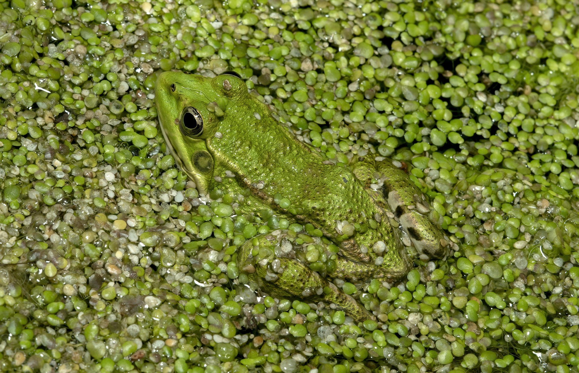 a frog that is sitting in some water