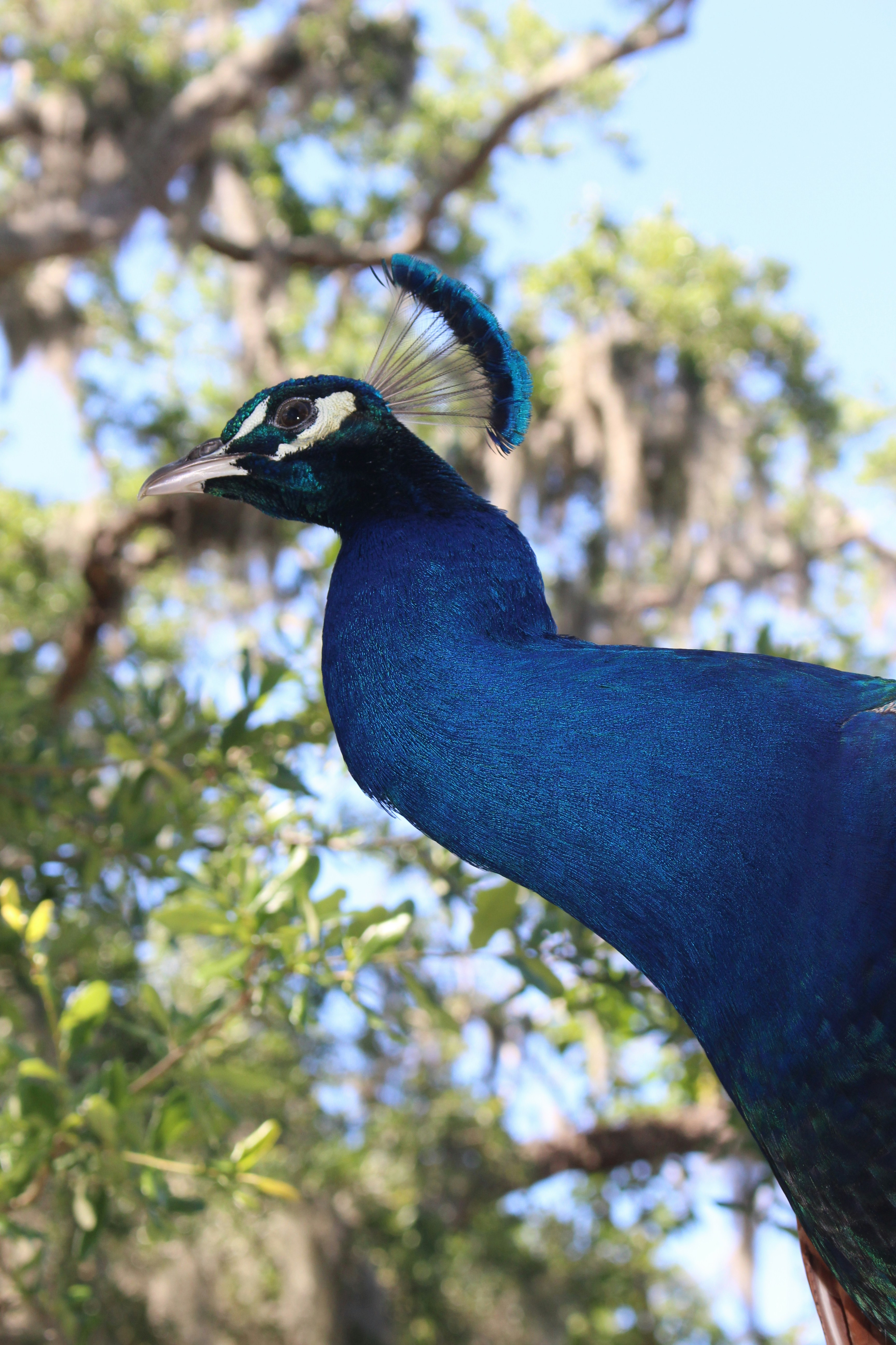 Un pavo real parado en la cima de la rama de un árbol