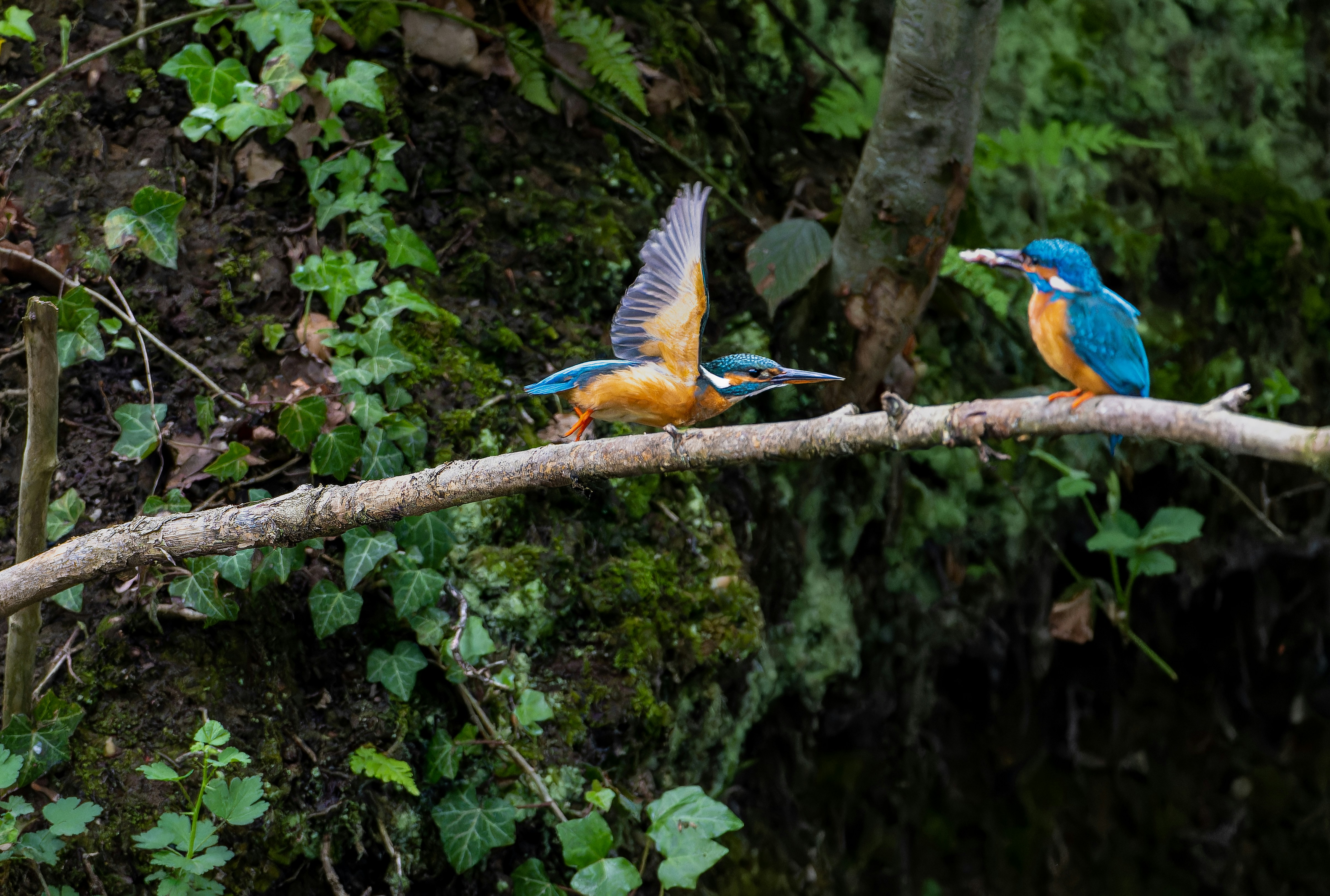 Photo by siegfriedpoepperl