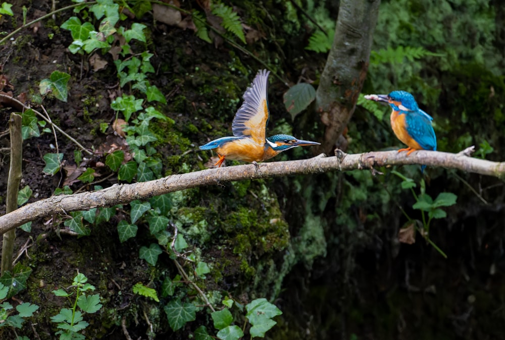 a couple of birds sitting on top of a tree branch