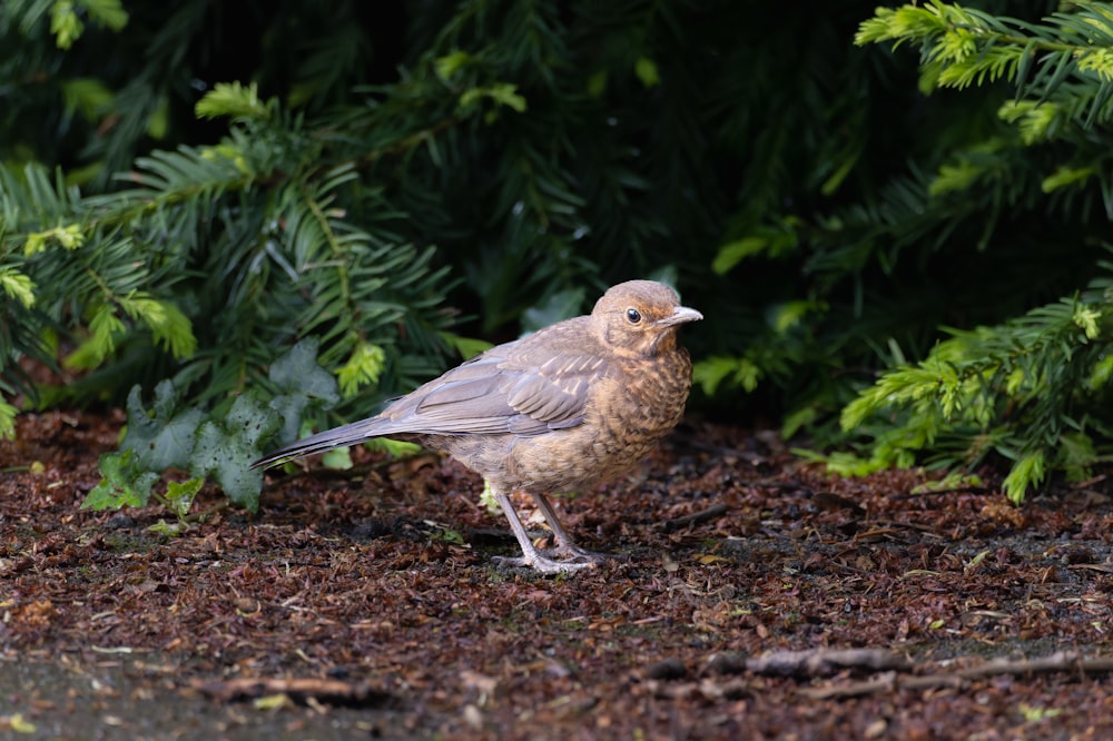 a bird standing on the ground in front of a bush