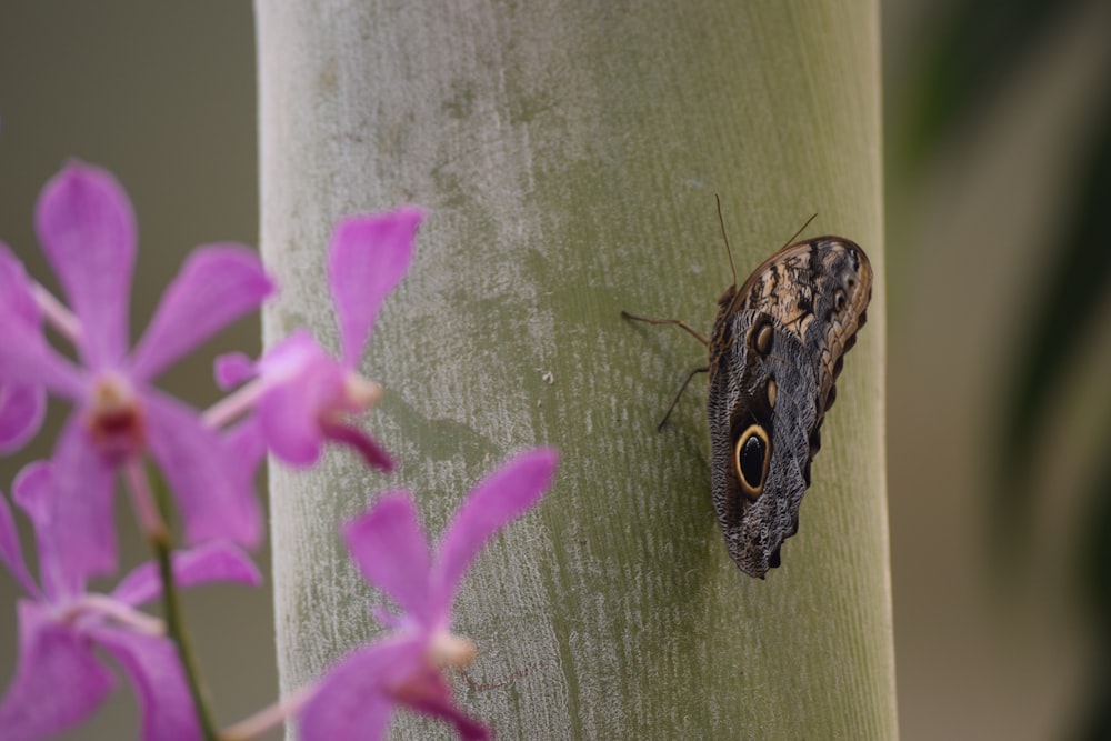 a butterfly sitting on the side of a tree