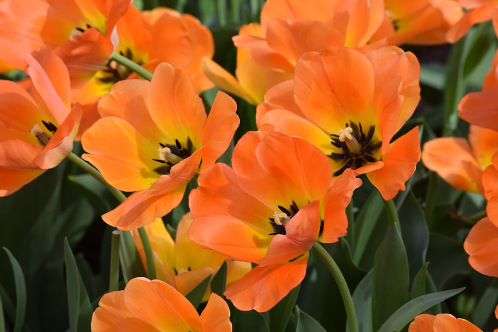 a bunch of orange and yellow flowers with green leaves