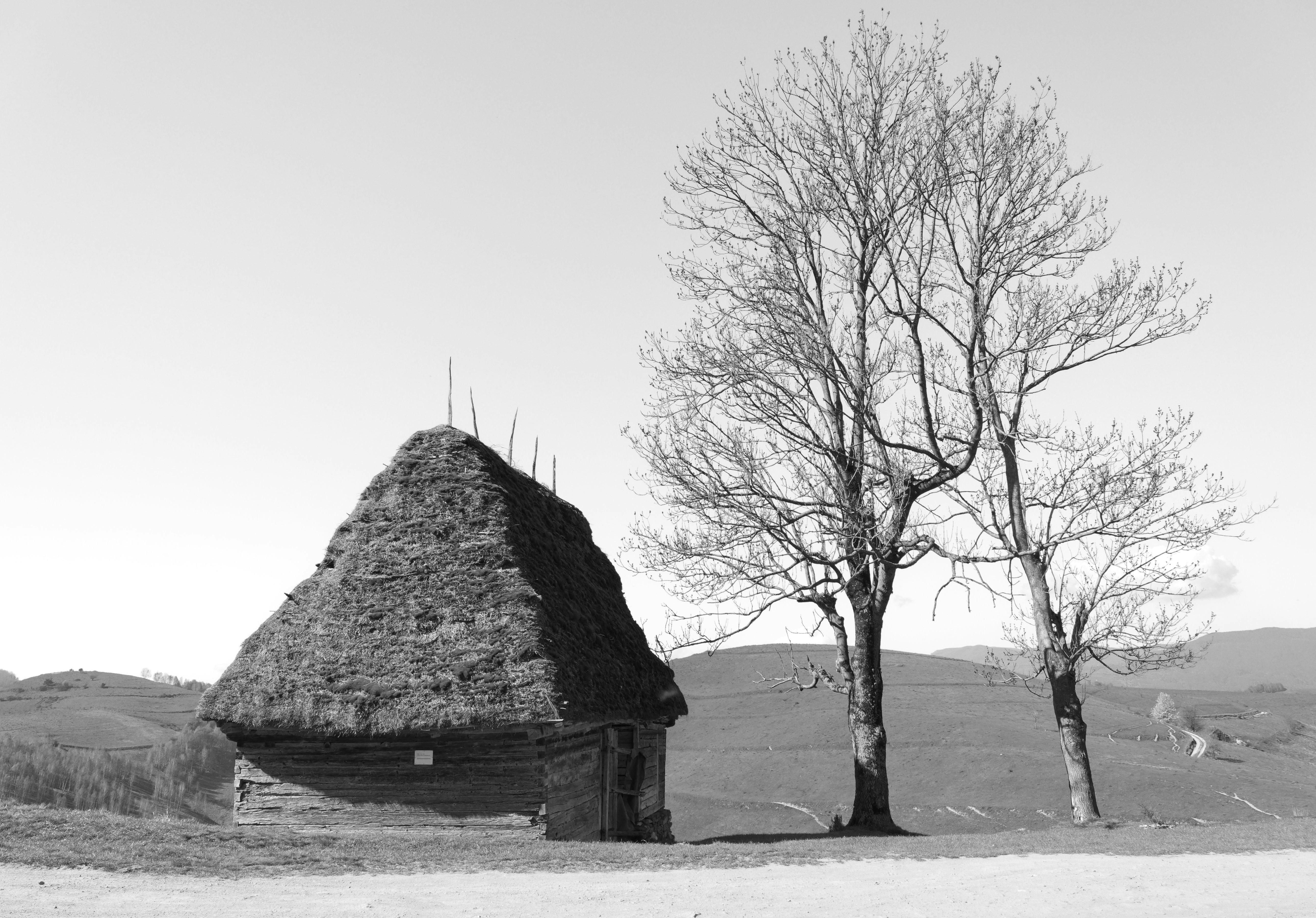 a black and white photo of two trees and a hut