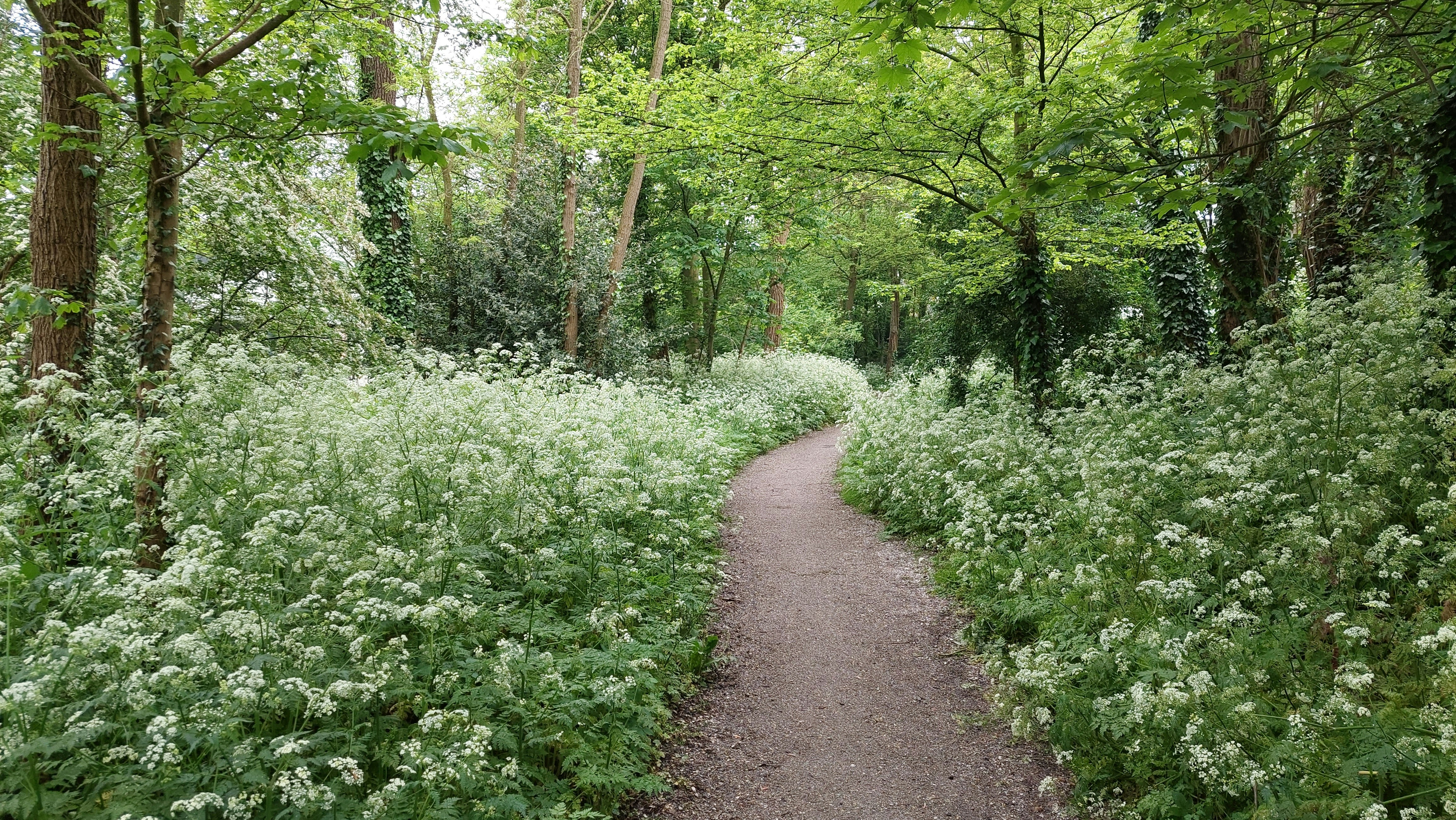 A peaceful forest path surrounded by lush green foliage.
