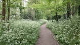 A peaceful forest path lined with blooming flowers and tall trees.