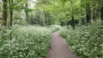 A peaceful mountain trail surrounded by lush greenery and wildflowers.