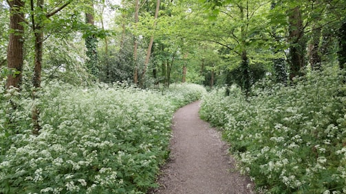 A peaceful nature trail winding through tall trees and wildflowers near the farmhouses.