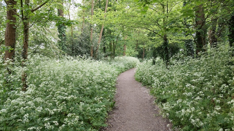 A peaceful hiking trail leading through green forests towards clear mineral springs near Stuttgart.