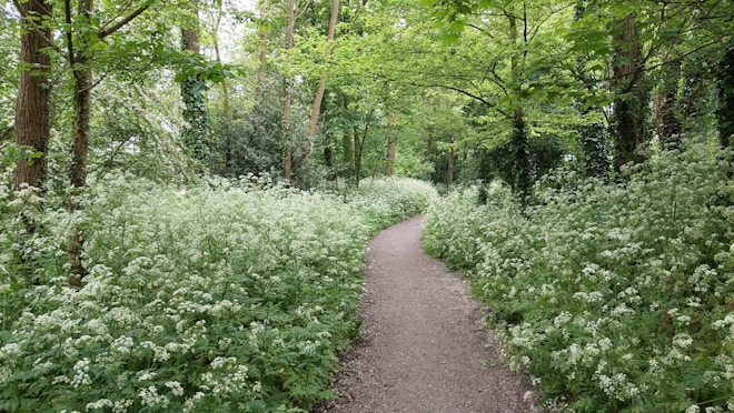 A peaceful forest path surrounded by dense green foliage and wildflowers. The narrow dirt trail winds through the lush greenery, with tall trees arching overhead, creating a canopy of leaves.