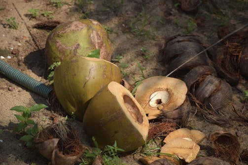 An outdoor scene featuring opened coconuts and husks scattered on sandy ground. A green hose and small green plants are visible among the coconuts, suggesting a tropical or natural environment.