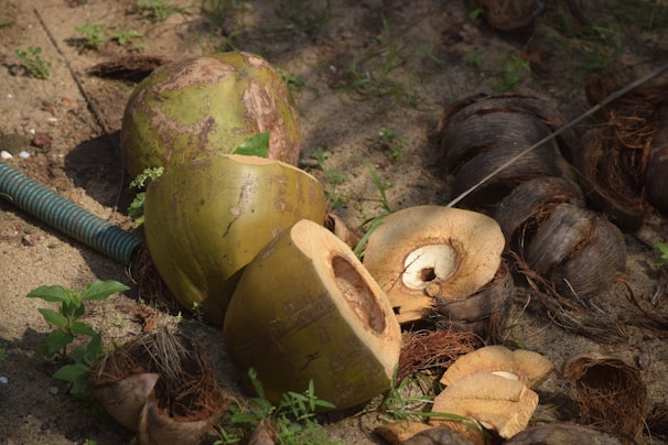An outdoor scene featuring opened coconuts and husks scattered on sandy ground. A green hose and small green plants are visible among the coconuts, suggesting a tropical or natural environment.