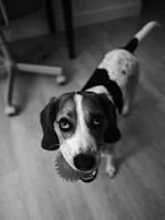 A happy dog in a striped shirt playing with a ball in a cozy living room.