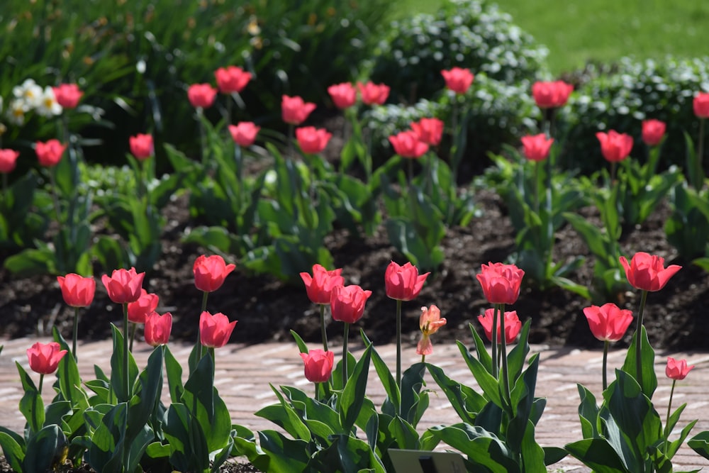 a bunch of red flowers that are in the grass