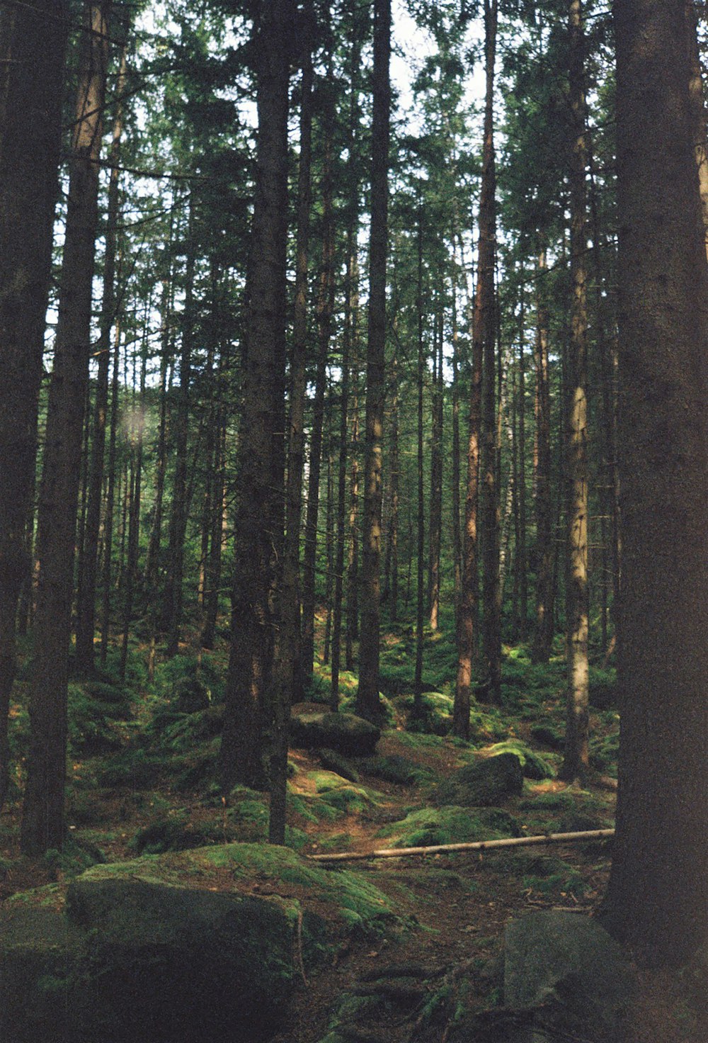 a forest filled with lots of tall trees