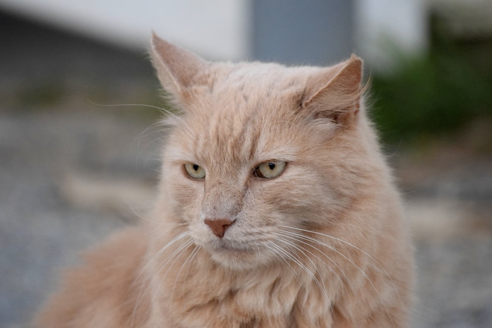 a close up of a cat sitting on the ground